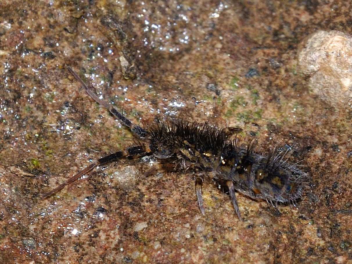 Entomobryidae - Orchesella villosa